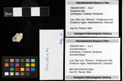 Foto (Objekt + Etiketten) von Goniodromites sp. 